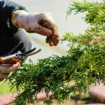 Pruning Shears Uses in Gardening: 7 Proven Ways to Avoid Costly Mistakes