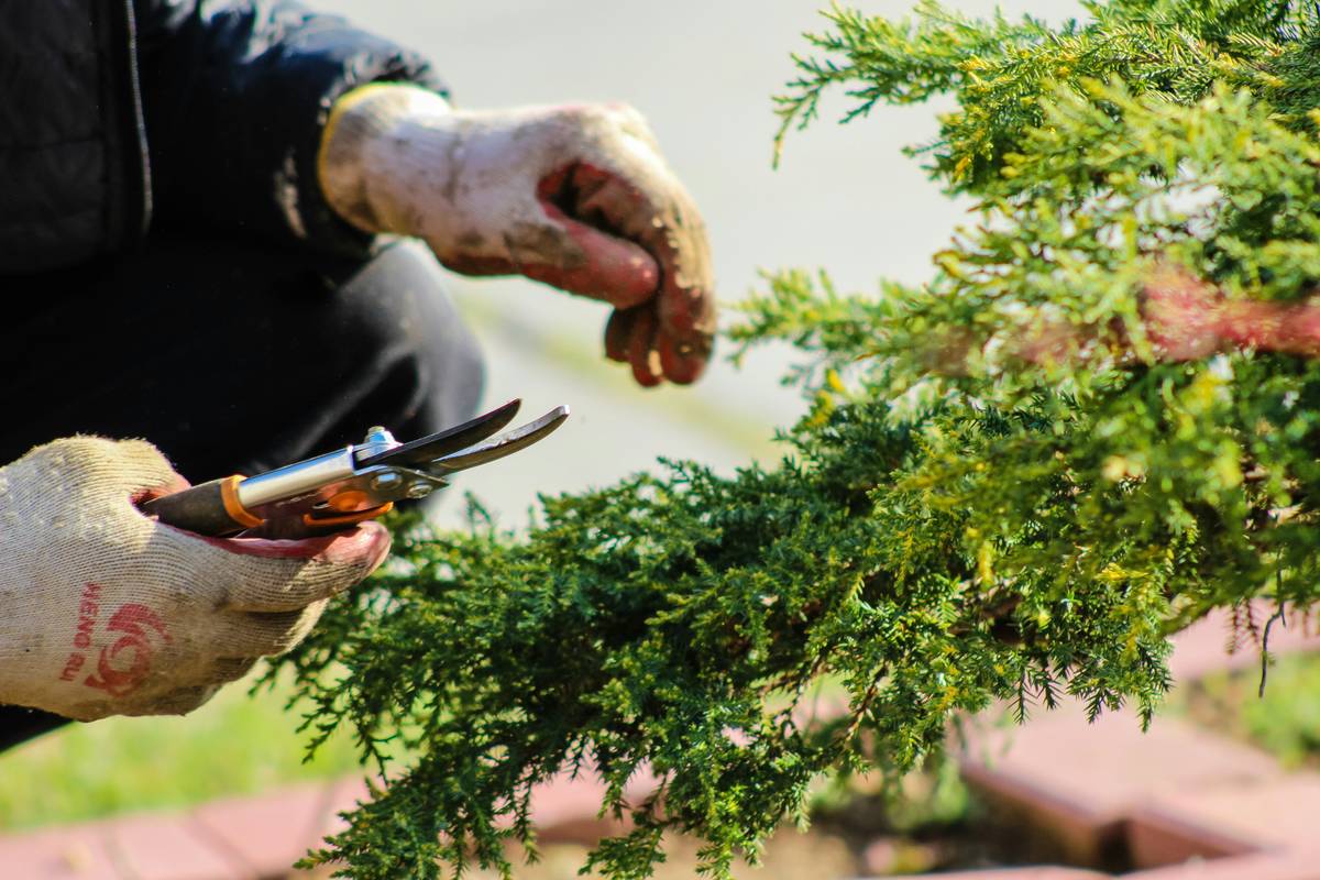 Pruning Shears Uses in Gardening: 7 Proven Ways to Avoid Costly Mistakes